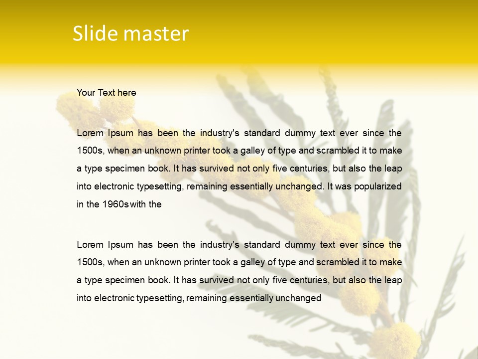 Yellow Mimosa Flowers On White PowerPoint Template