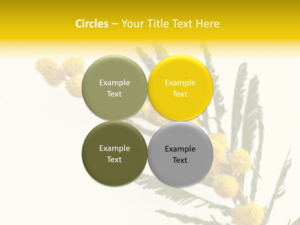Yellow Mimosa Flowers On White PowerPoint Template