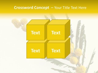 Yellow Mimosa Flowers On White PowerPoint Template
