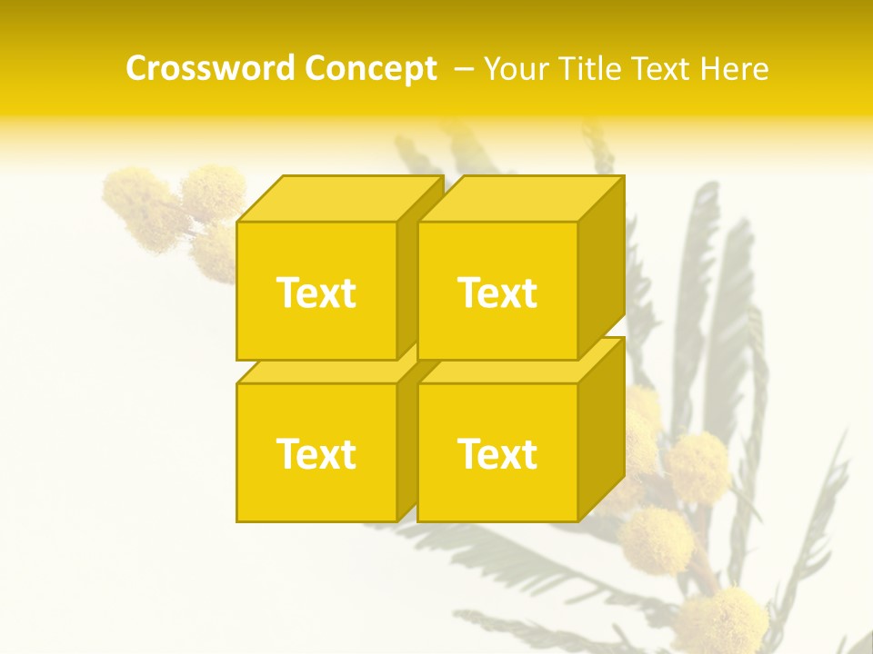 Yellow Mimosa Flowers On White PowerPoint Template