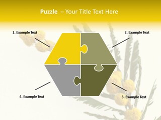 Yellow Mimosa Flowers On White PowerPoint Template
