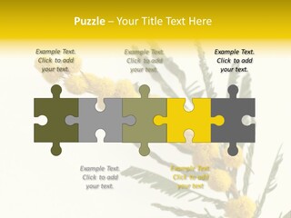 Yellow Mimosa Flowers On White PowerPoint Template