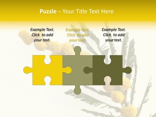 Yellow Mimosa Flowers On White PowerPoint Template