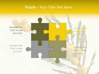 Yellow Mimosa Flowers On White PowerPoint Template