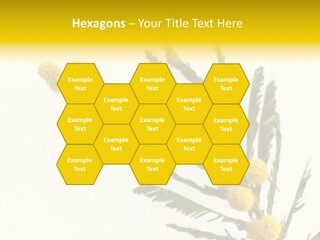 Yellow Mimosa Flowers On White PowerPoint Template