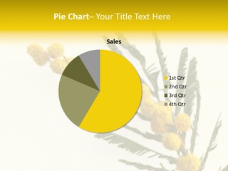 Yellow Mimosa Flowers On White PowerPoint Template