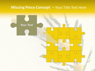 Yellow Mimosa Flowers On White PowerPoint Template