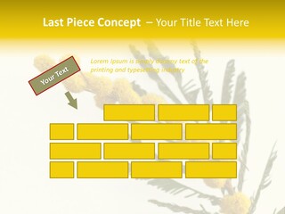 Yellow Mimosa Flowers On White PowerPoint Template