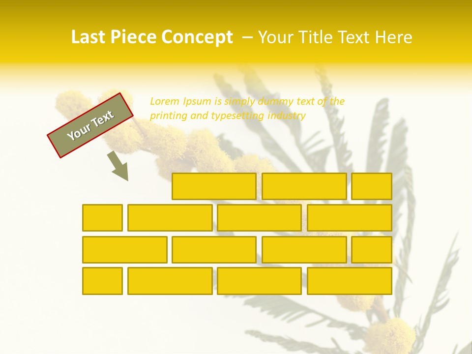 Yellow Mimosa Flowers On White PowerPoint Template