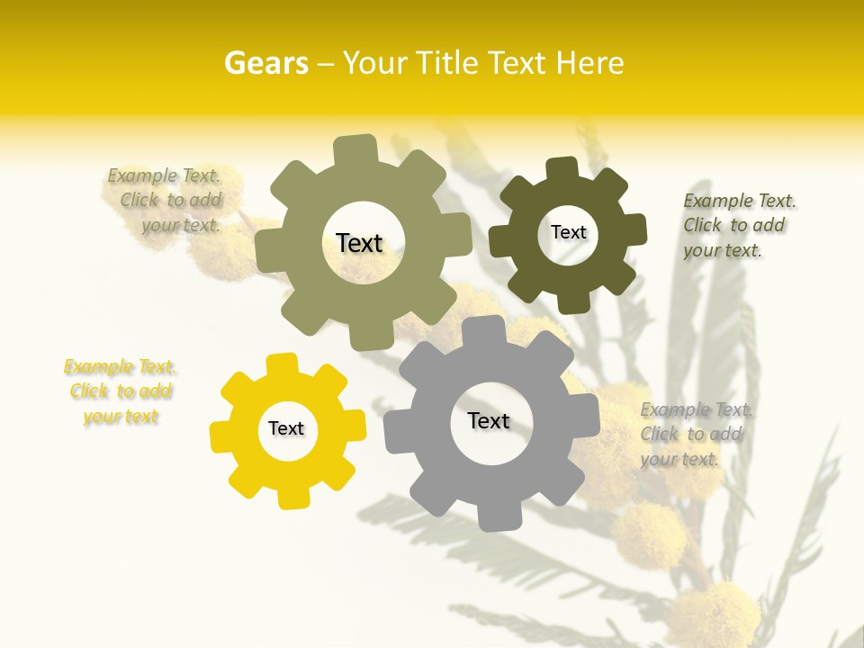 Yellow Mimosa Flowers On White PowerPoint Template