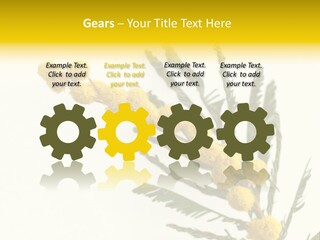 Yellow Mimosa Flowers On White PowerPoint Template