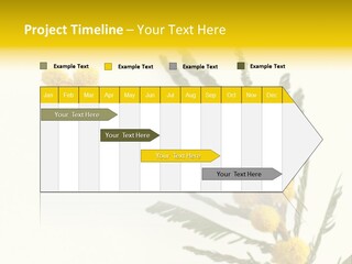 Yellow Mimosa Flowers On White PowerPoint Template