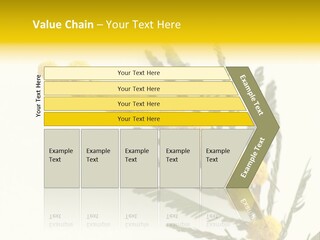 Yellow Mimosa Flowers On White PowerPoint Template