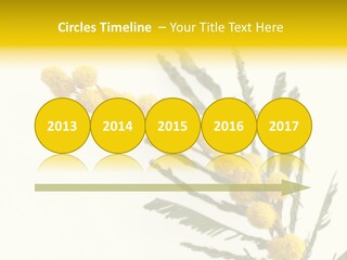 Yellow Mimosa Flowers On White PowerPoint Template