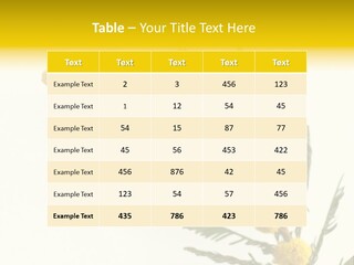 Yellow Mimosa Flowers On White PowerPoint Template