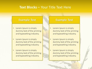 Yellow Mimosa Flowers On White PowerPoint Template