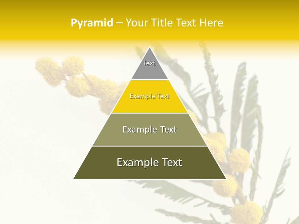 Yellow Mimosa Flowers On White PowerPoint Template