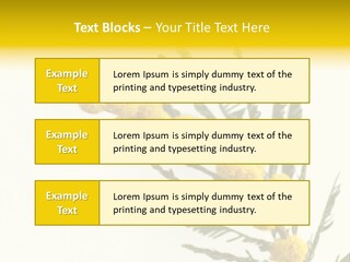 Yellow Mimosa Flowers On White PowerPoint Template