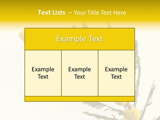 Yellow Mimosa Flowers On White PowerPoint Template