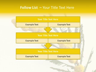 Yellow Mimosa Flowers On White PowerPoint Template