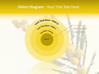 Yellow Mimosa Flowers On White PowerPoint Template