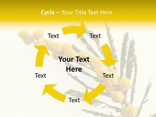Yellow Mimosa Flowers On White PowerPoint Template