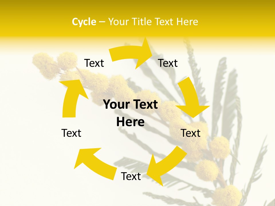 Yellow Mimosa Flowers On White PowerPoint Template