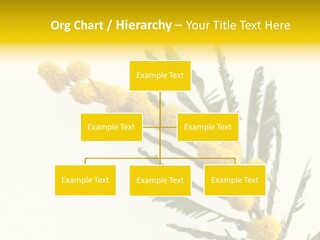 Yellow Mimosa Flowers On White PowerPoint Template