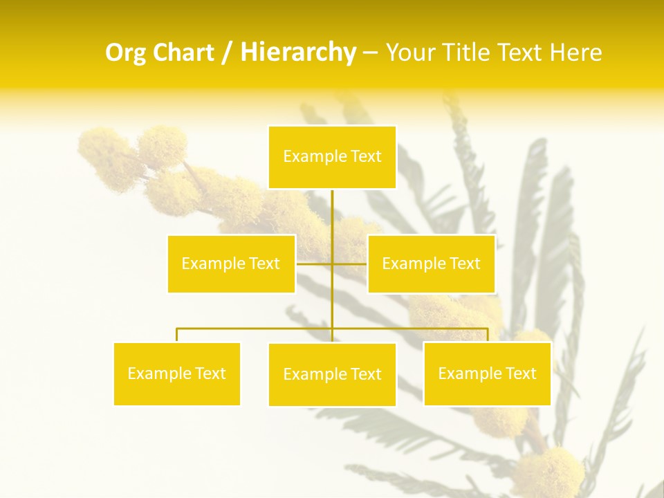 Yellow Mimosa Flowers On White PowerPoint Template