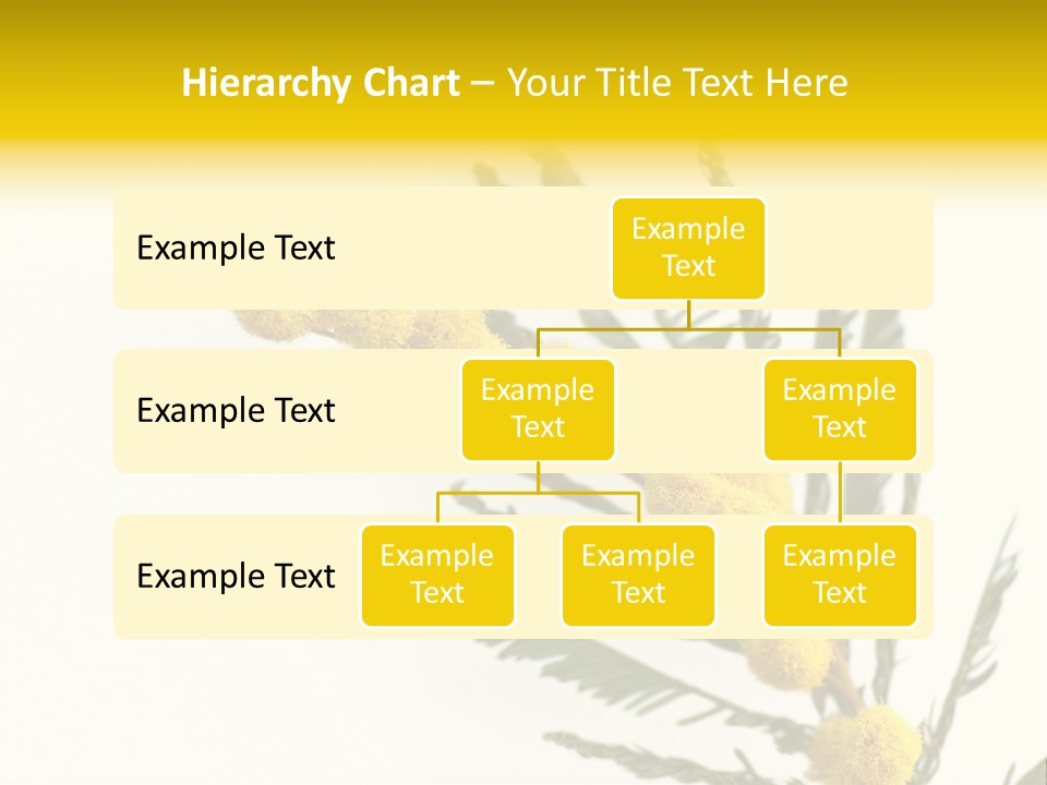 Yellow Mimosa Flowers On White PowerPoint Template