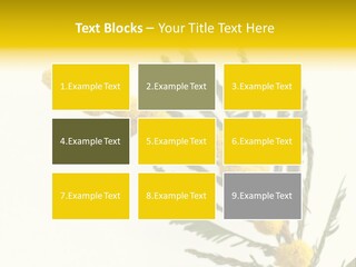 Yellow Mimosa Flowers On White PowerPoint Template