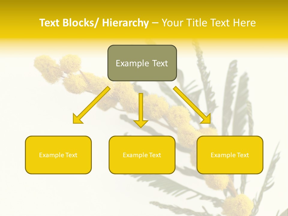 Yellow Mimosa Flowers On White PowerPoint Template