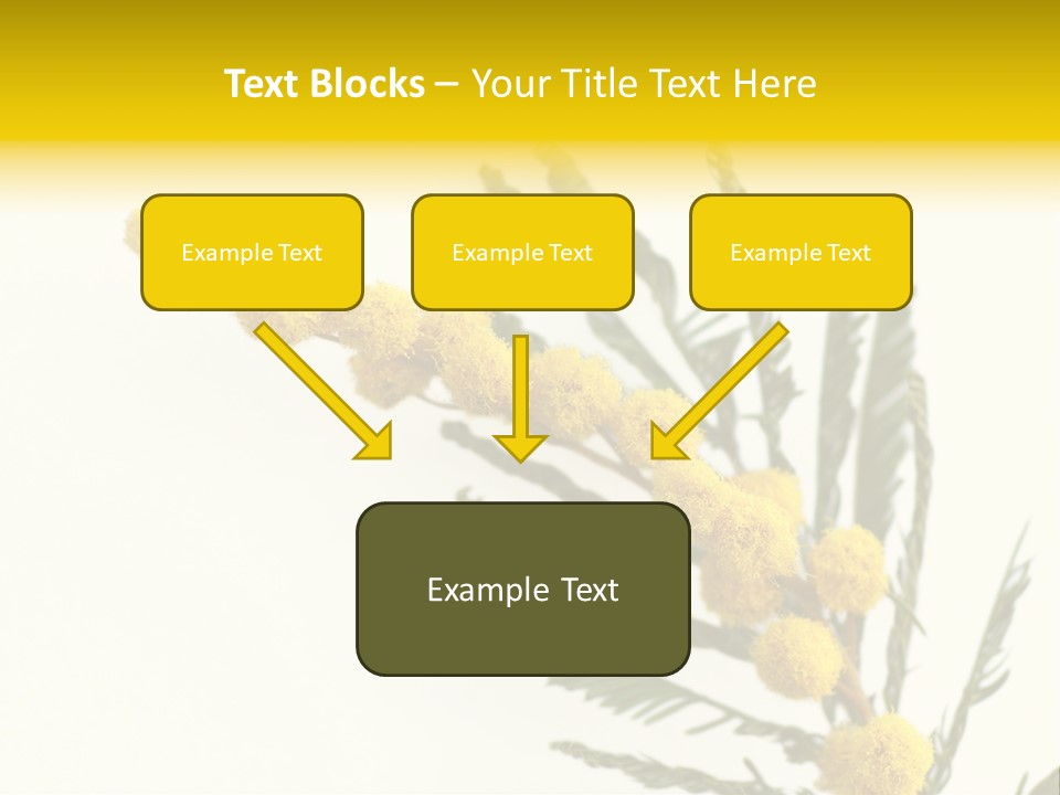 Yellow Mimosa Flowers On White PowerPoint Template