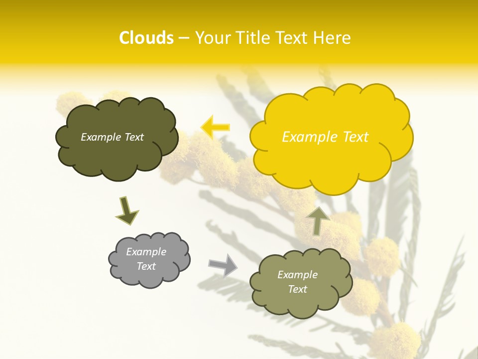 Yellow Mimosa Flowers On White PowerPoint Template