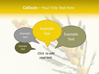 Yellow Mimosa Flowers On White PowerPoint Template