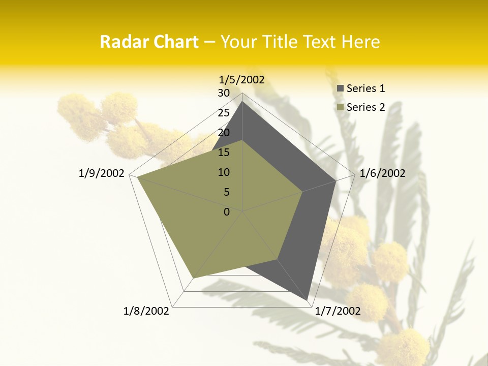 Yellow Mimosa Flowers On White PowerPoint Template