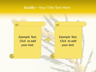Yellow Mimosa Flowers On White PowerPoint Template