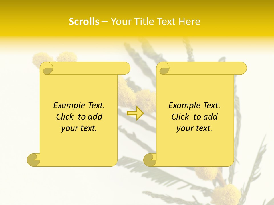 Yellow Mimosa Flowers On White PowerPoint Template