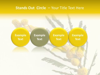 Yellow Mimosa Flowers On White PowerPoint Template