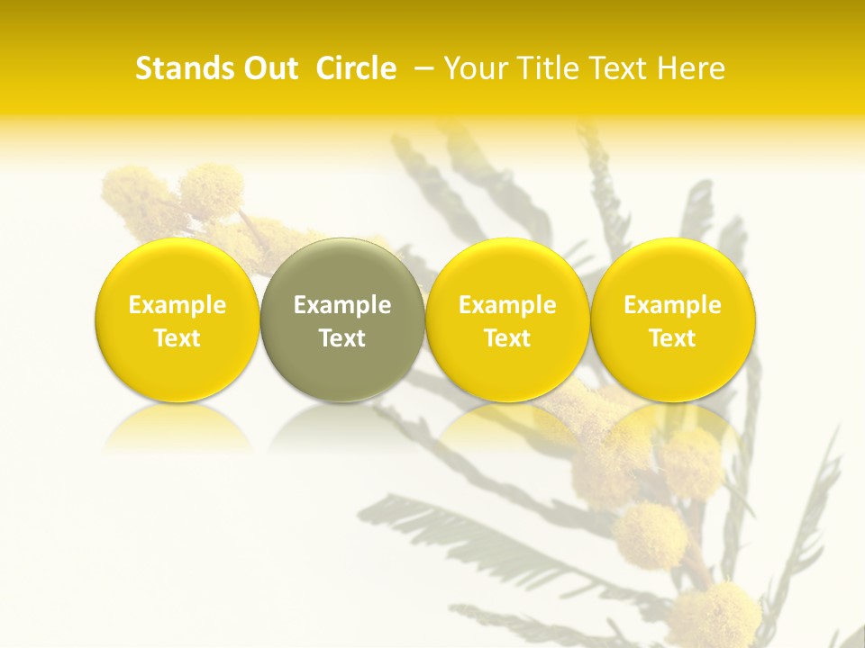 Yellow Mimosa Flowers On White PowerPoint Template