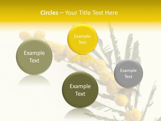 Yellow Mimosa Flowers On White PowerPoint Template