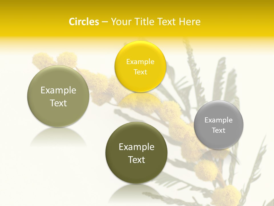Yellow Mimosa Flowers On White PowerPoint Template