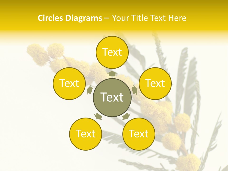 Yellow Mimosa Flowers On White PowerPoint Template