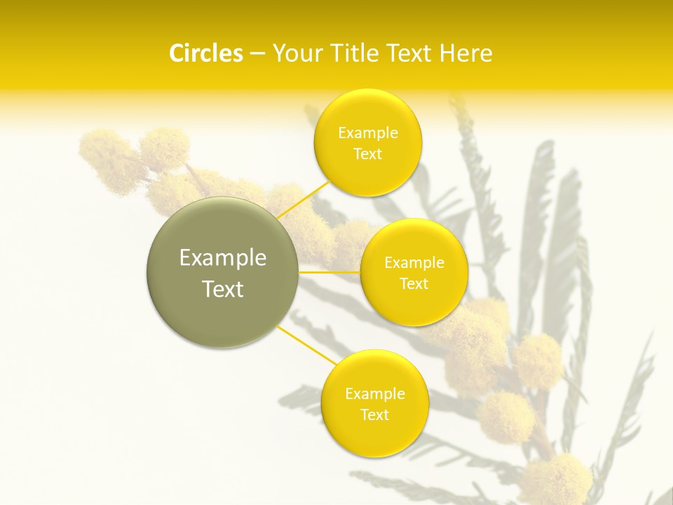 Yellow Mimosa Flowers On White PowerPoint Template