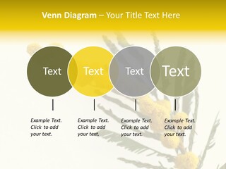 Yellow Mimosa Flowers On White PowerPoint Template