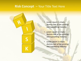 Yellow Mimosa Flowers On White PowerPoint Template