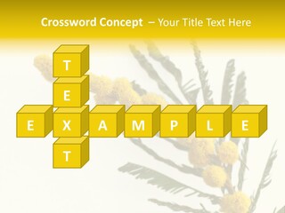 Yellow Mimosa Flowers On White PowerPoint Template