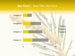 Yellow Mimosa Flowers On White PowerPoint Template