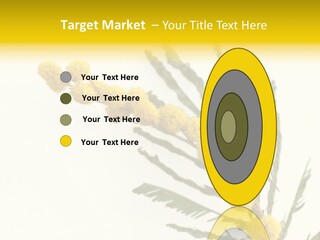 Yellow Mimosa Flowers On White PowerPoint Template
