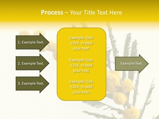 Yellow Mimosa Flowers On White PowerPoint Template